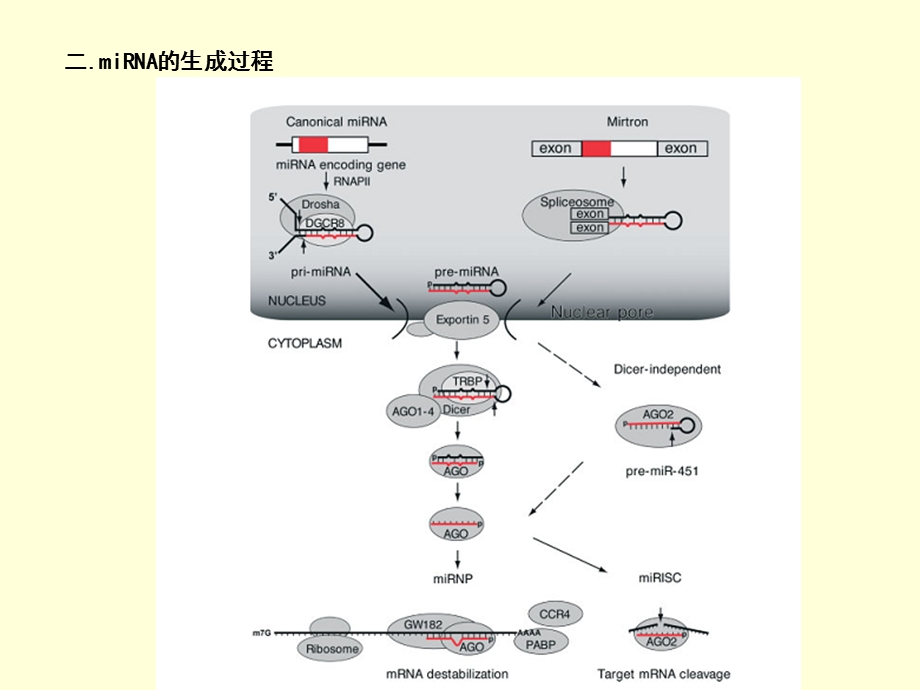 miRNA在基因表达调控中的作用(精).ppt_第3页