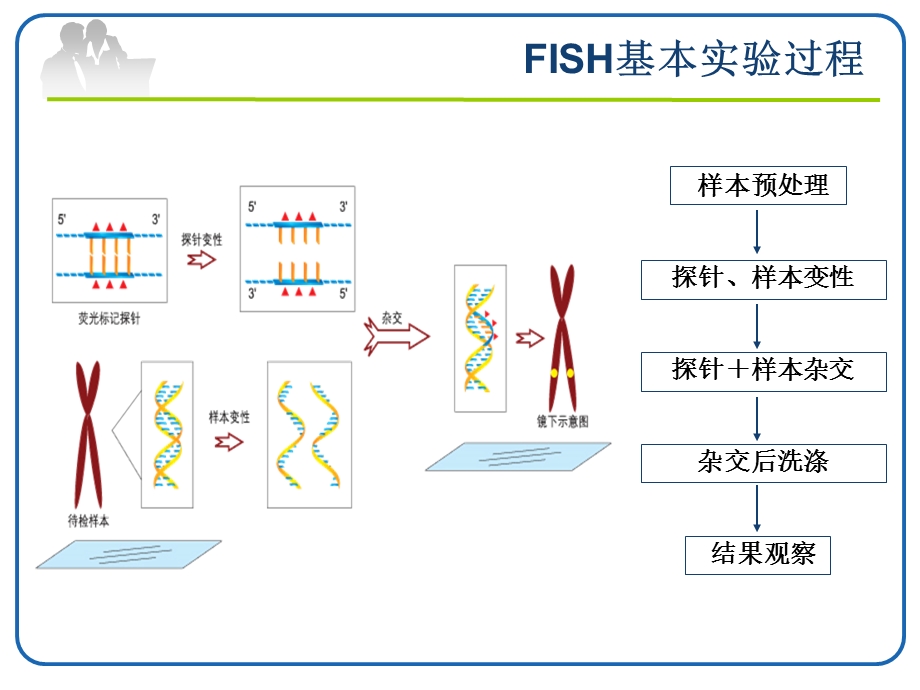 FISH技术在血液肿瘤中的应用.ppt_第3页