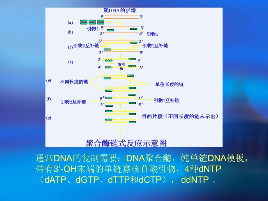 Sanger双脱氧链终止法.ppt_第3页