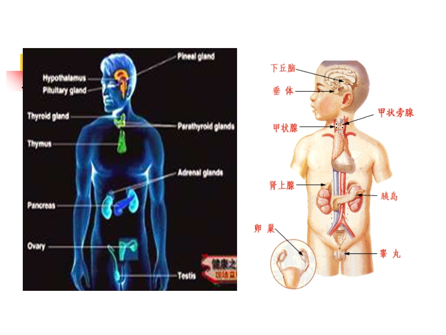 verygood甲状腺功能亢进症.ppt_第2页