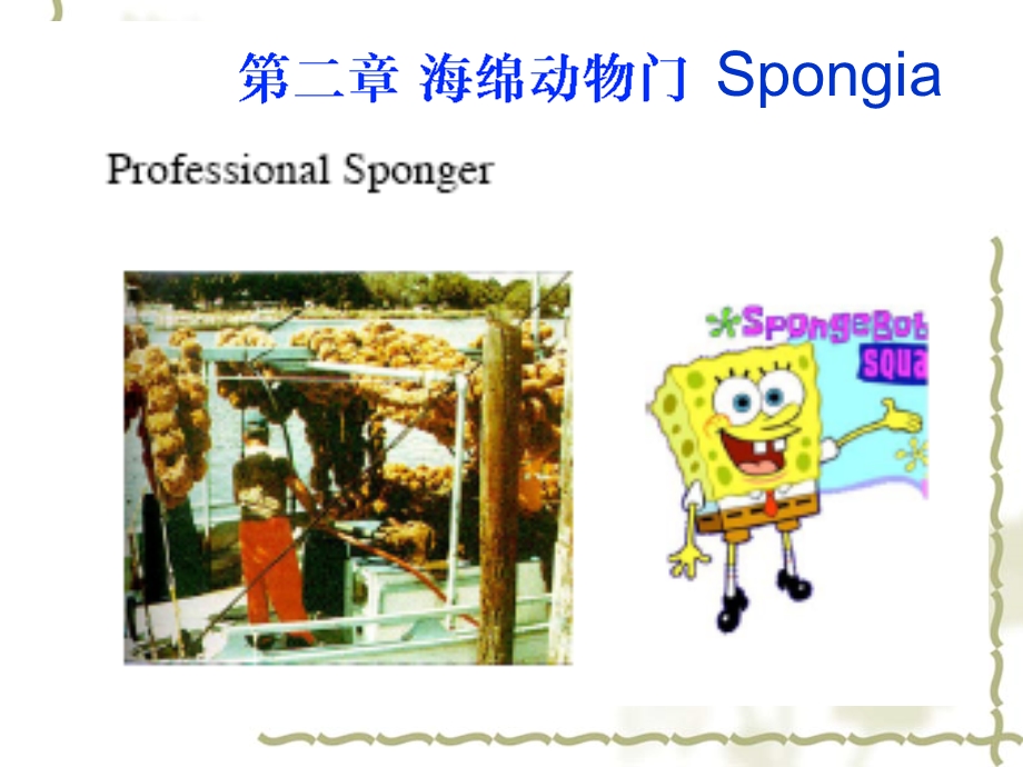 5Spongia.ppt_第1页