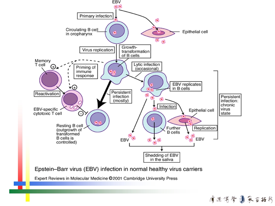 EB病毒感染相关疾病.ppt_第3页