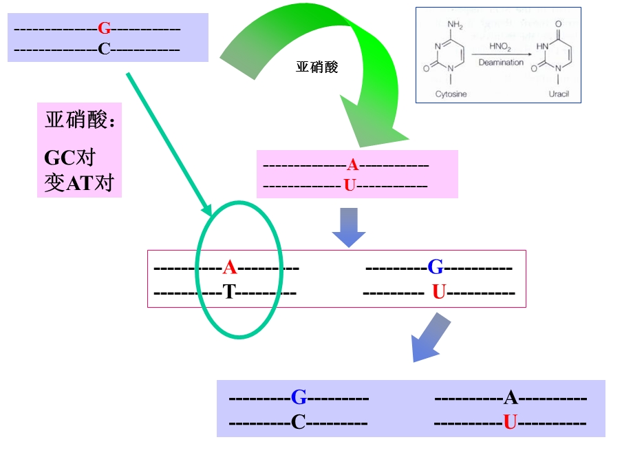 6章DNA的损伤与修复.ppt_第3页