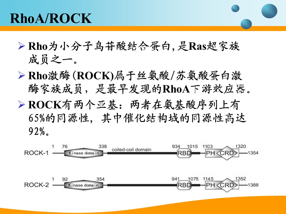 Rho激酶抑制剂与糖尿病心肌病.ppt_第3页