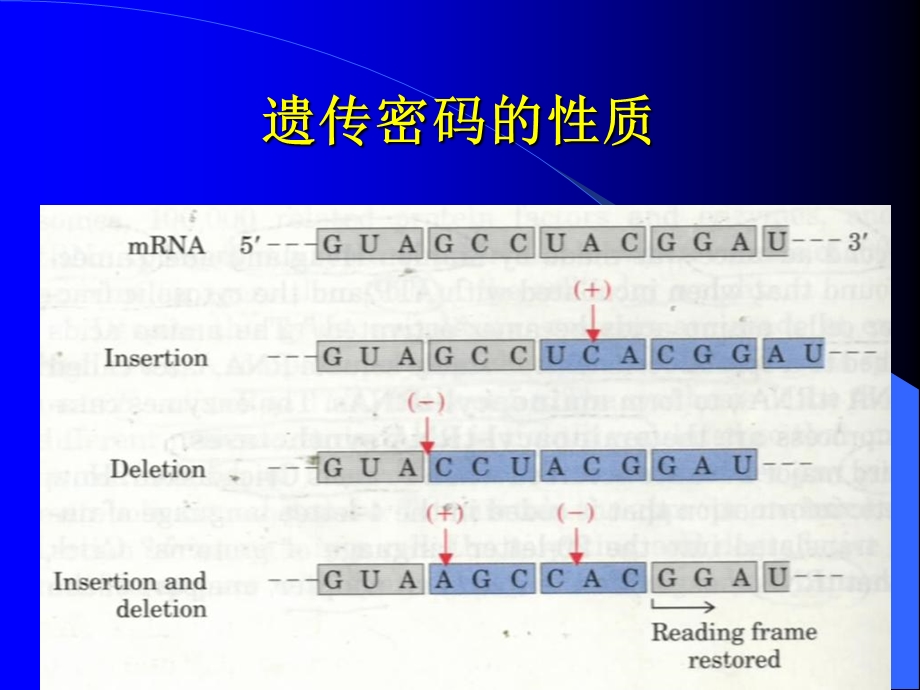 4翻译水平的调节.ppt_第3页