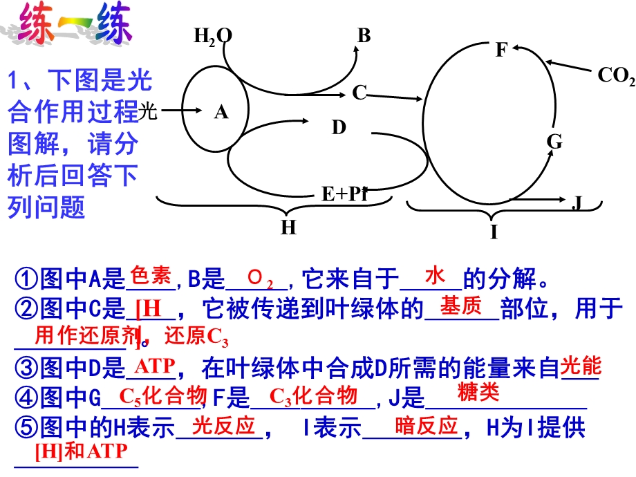 LHQ光与光合作用(练习).ppt_第2页