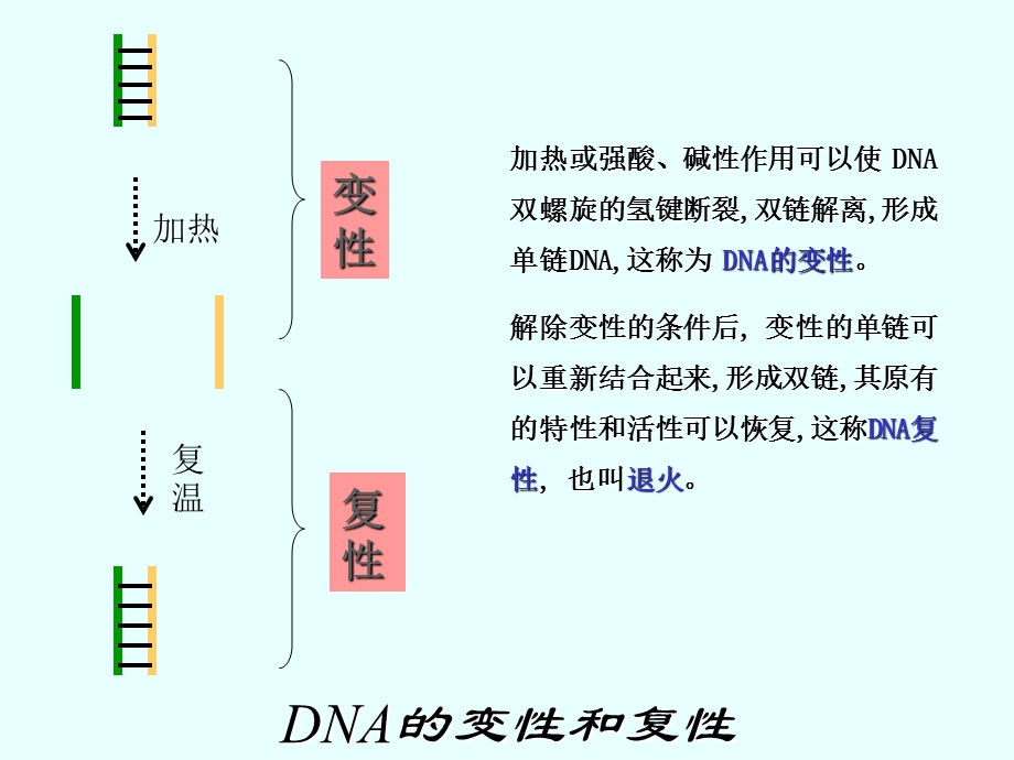 CR技术分离目的基因.ppt_第2页