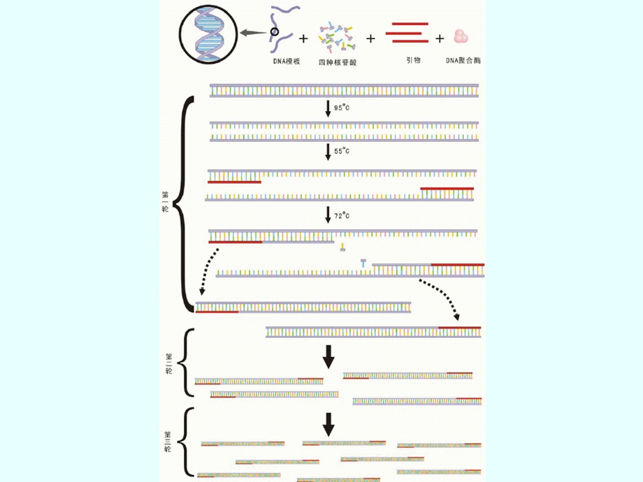 CR技术分离目的基因.ppt_第3页