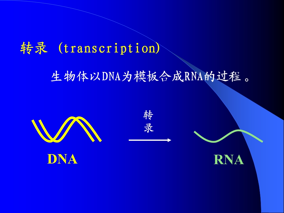 RNA生物合成11采用.ppt_第2页