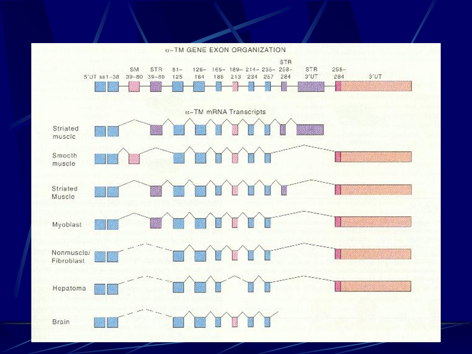 RNA加工水平的调控.ppt_第3页