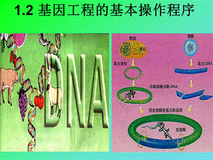 DNA重组技术的基本步骤.ppt