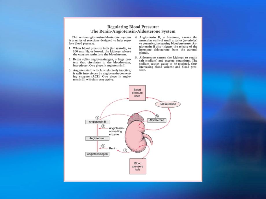 ARB作用机制和临床应用.ppt_第3页