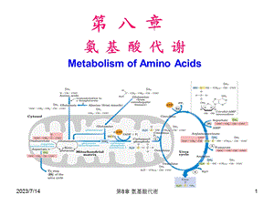 生化课件氨基酸代谢.ppt