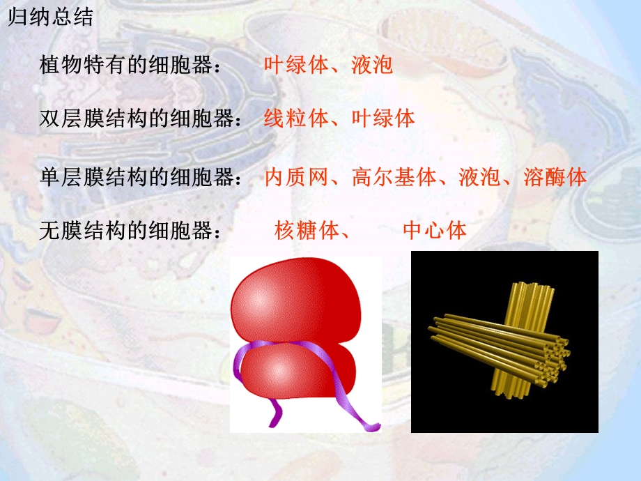 细胞器之间的分工协作.ppt_第2页