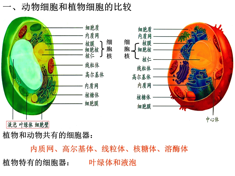 细胞器之间的分工协作.ppt_第3页