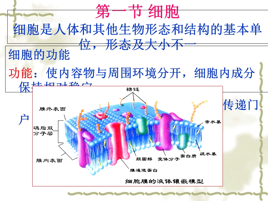 《人体的基本组成》PPT课件.ppt_第2页