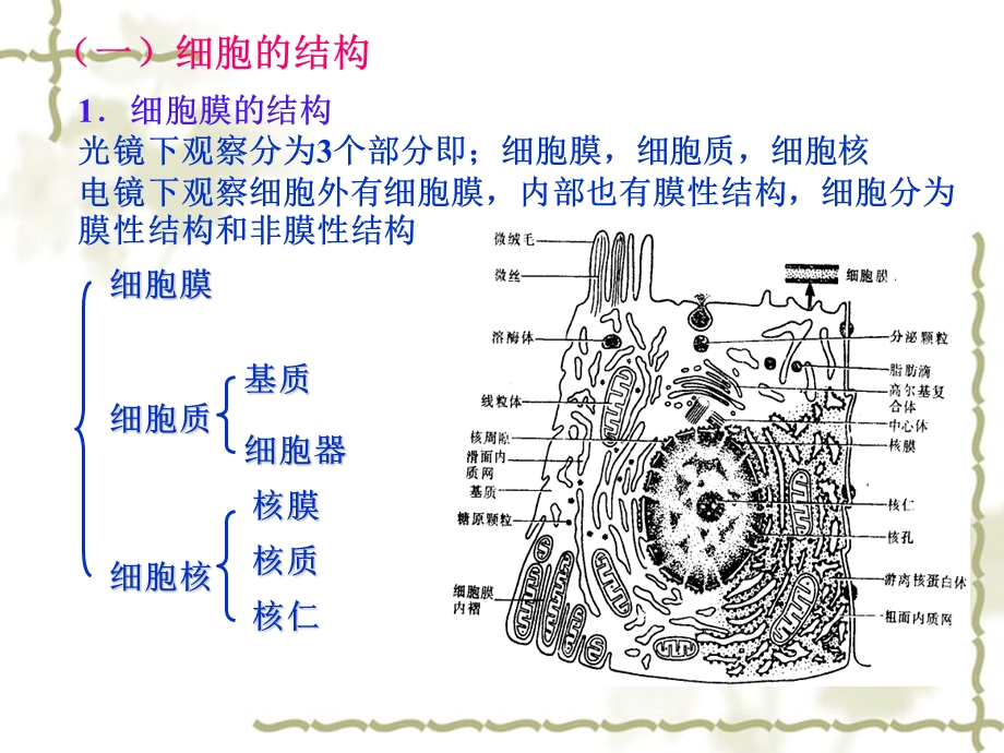 《人体的基本组成》PPT课件.ppt_第3页