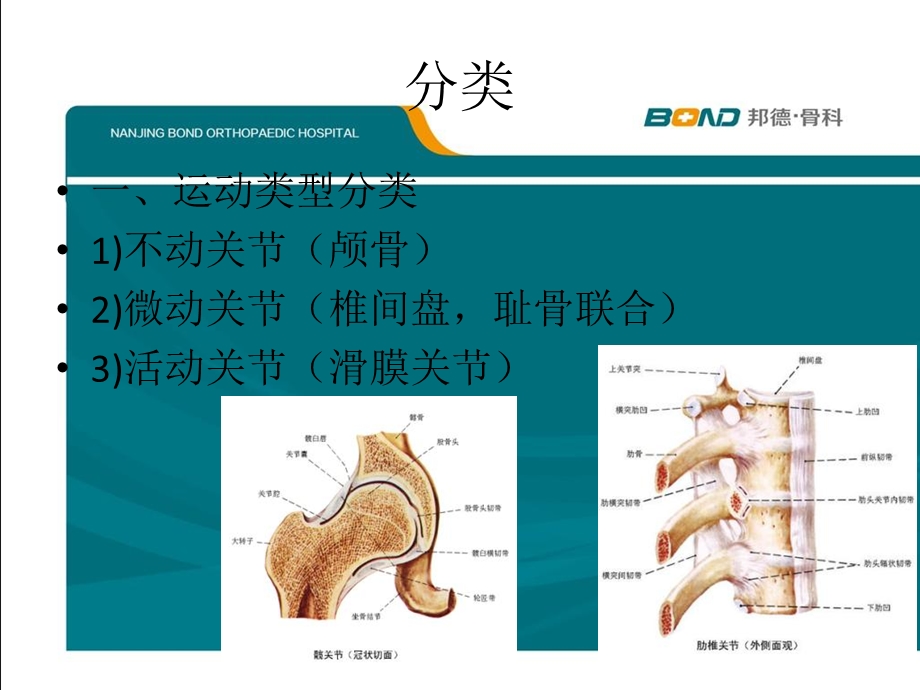 《关节基本知识》PPT课件.ppt_第3页