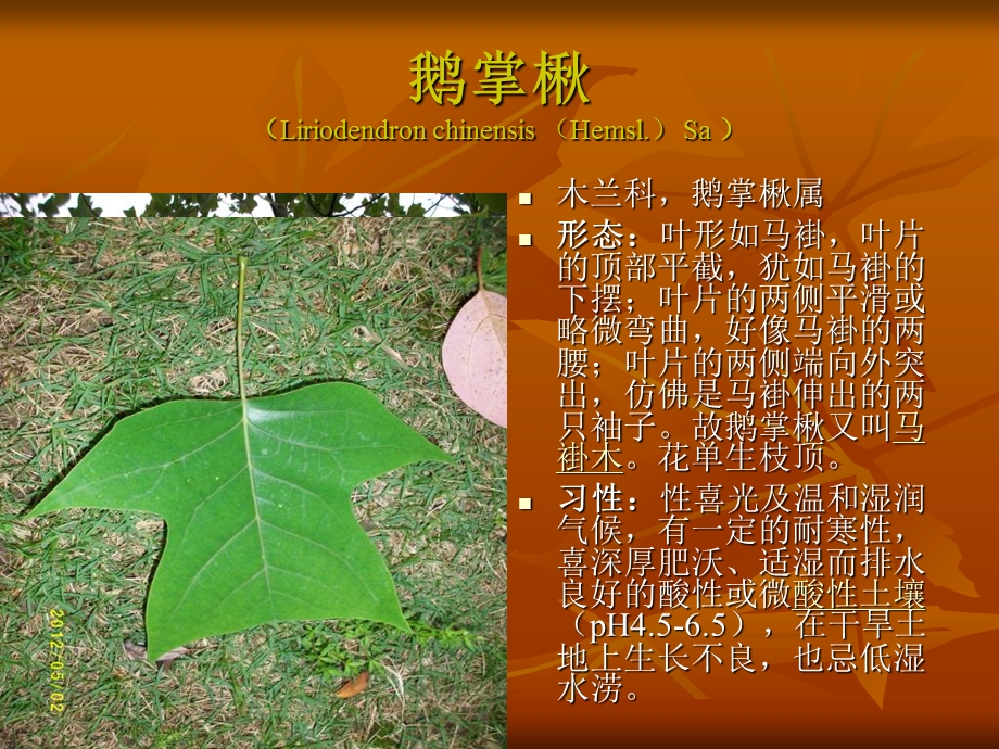 《园林植物识记》PPT课件.ppt_第1页