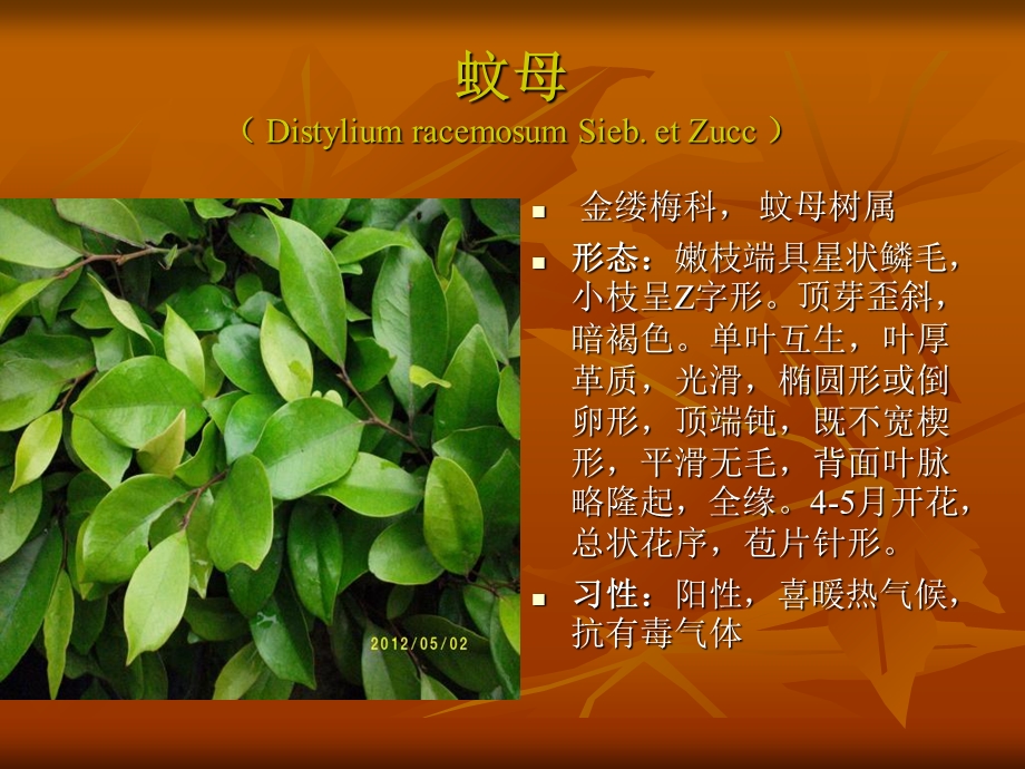 《园林植物识记》PPT课件.ppt_第2页