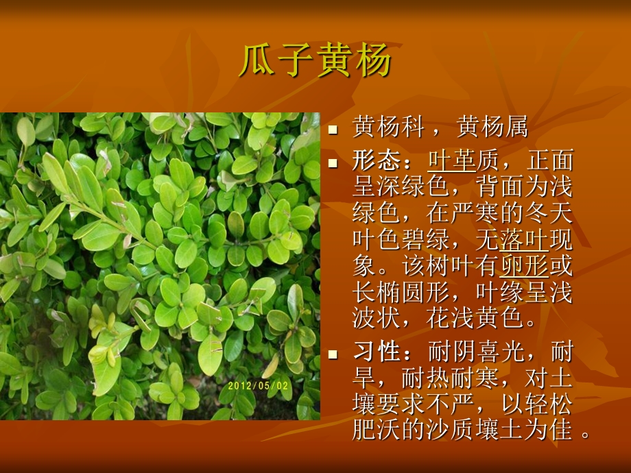 《园林植物识记》PPT课件.ppt_第3页