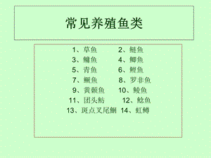 《常见养殖鱼类》PPT课件.ppt