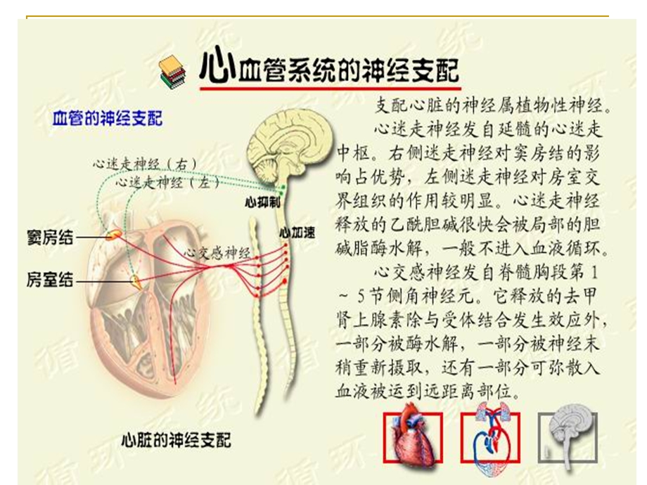 实验四心血管活动的神经体液调节().ppt_第3页