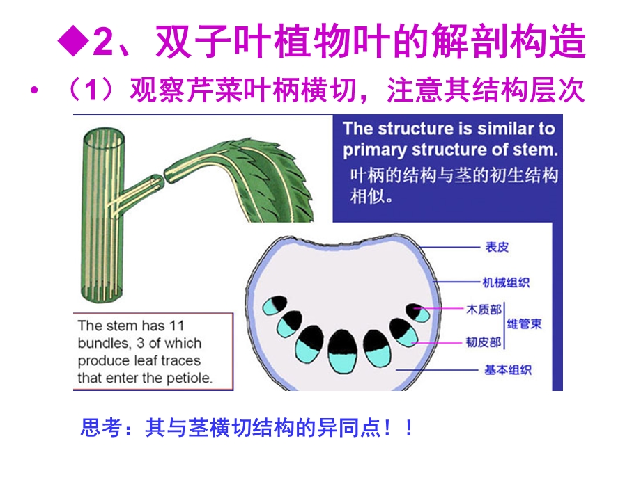 《实验叶的形态》PPT课件.ppt_第3页