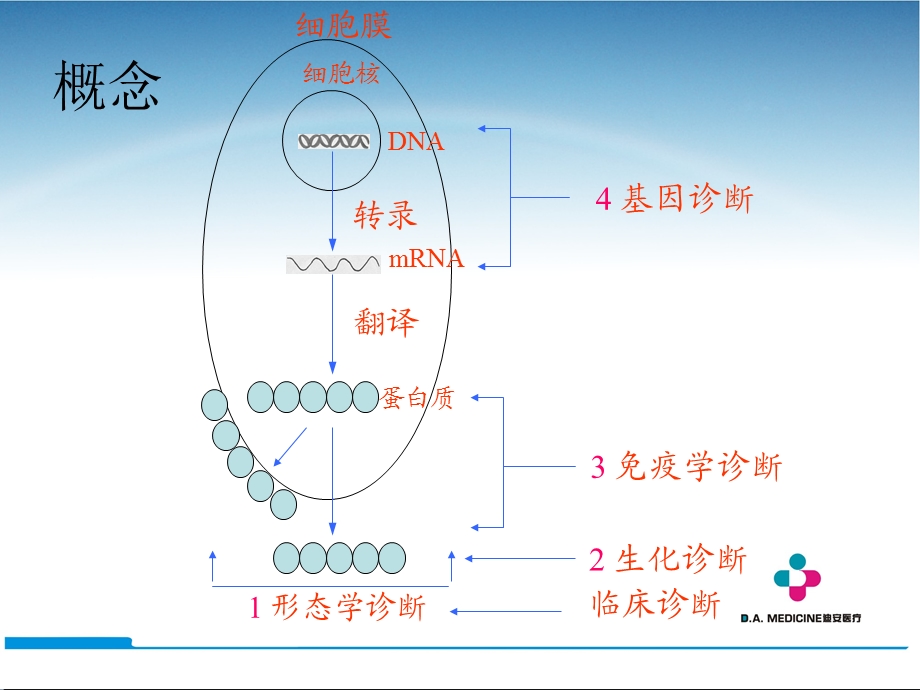 《PCR临床应用》PPT课件.ppt_第3页