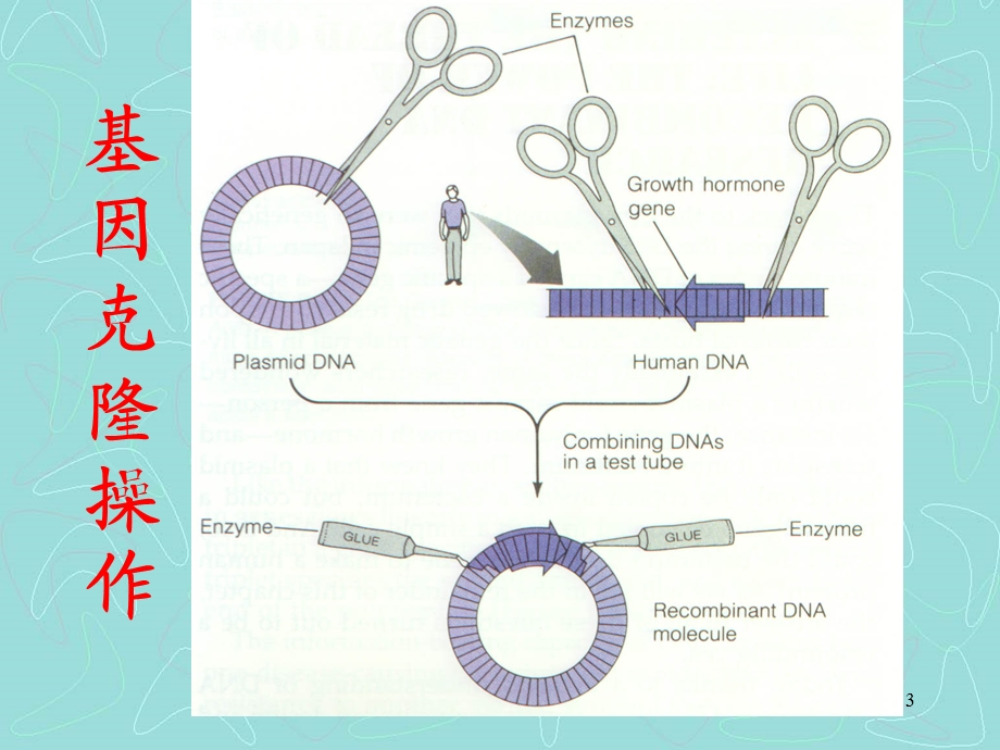 《基因工程原理》PPT课件.ppt_第3页