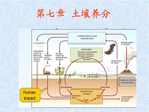 《土壤养分循环》PPT课件.ppt