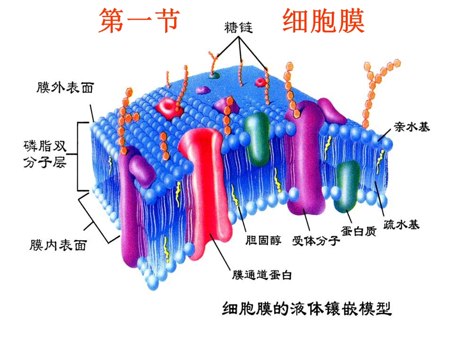 细胞膜课件.ppt_第1页