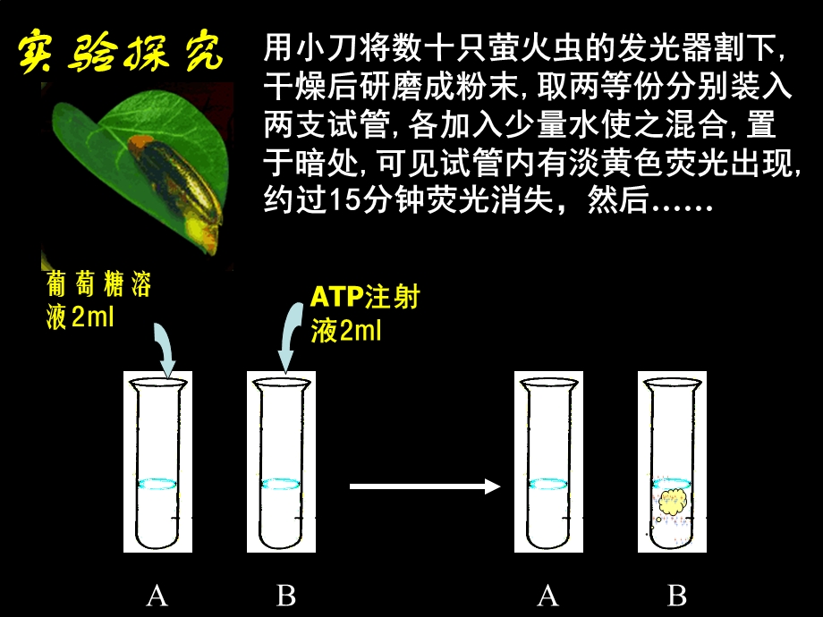 专题9 ATP细胞呼吸.ppt_第3页