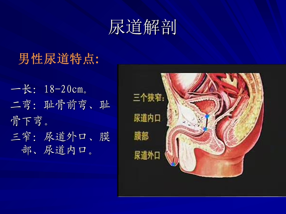 《导尿及注意事项》PPT课件.ppt_第3页