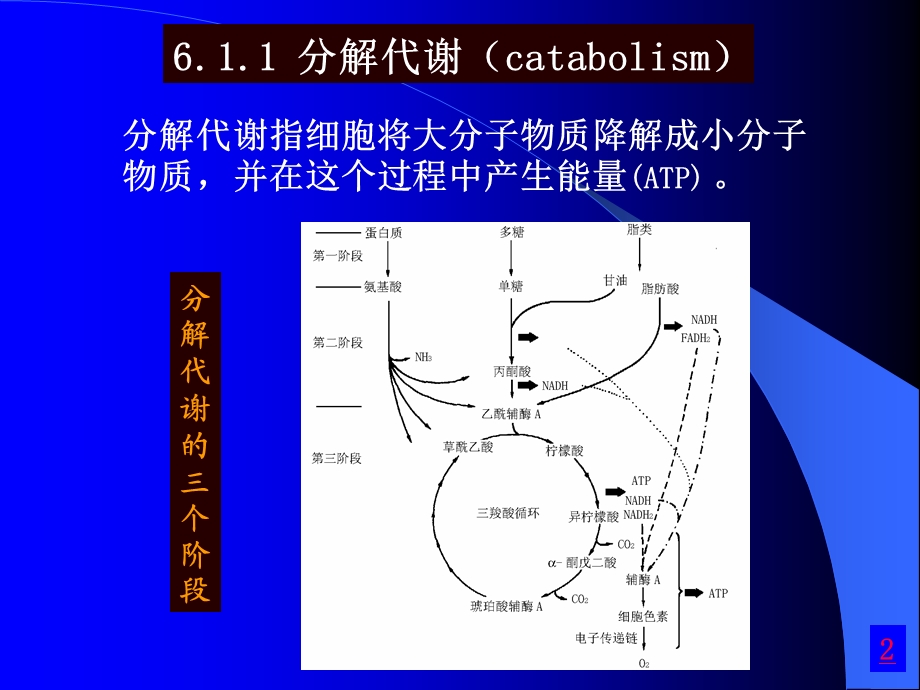 《微生物的代谢》PPT课件.ppt_第3页