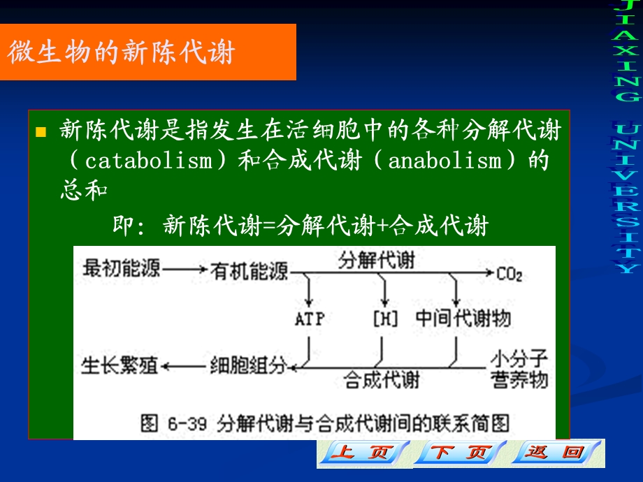 《微生物代谢调节》PPT课件.ppt_第2页