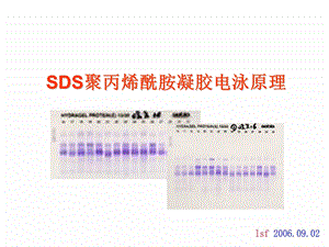 《SDSPAGE原理》PPT课件.ppt