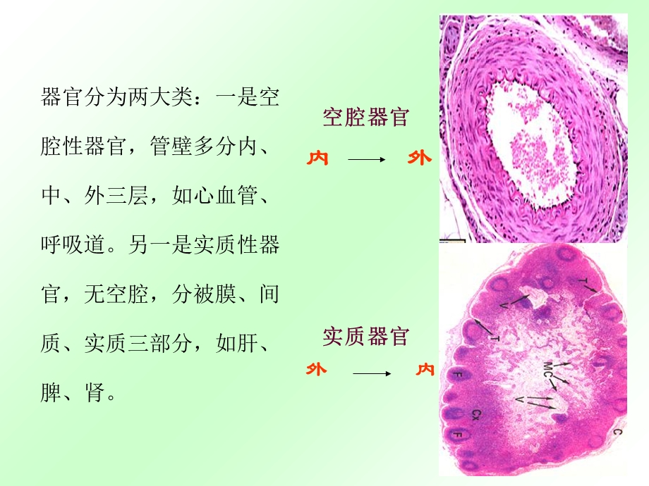 《循环系统高》PPT课件.ppt_第2页