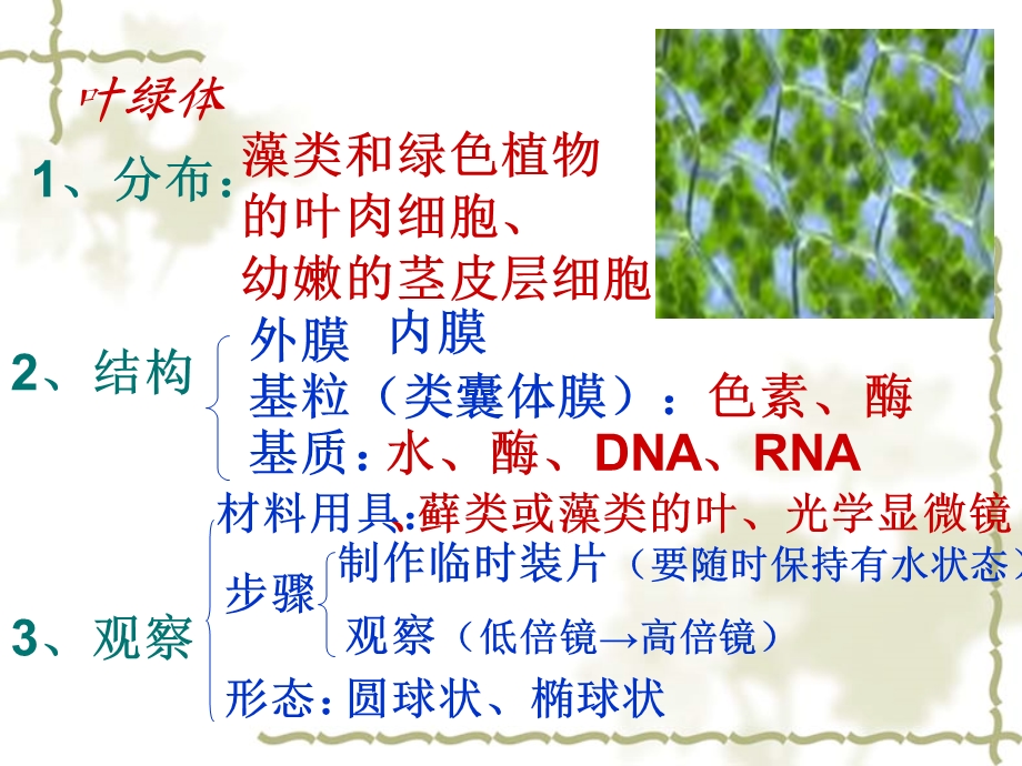 《光合作用重点》PPT课件.ppt_第2页