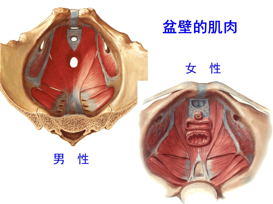 盆部会阴解剖与临床1.ppt_第3页