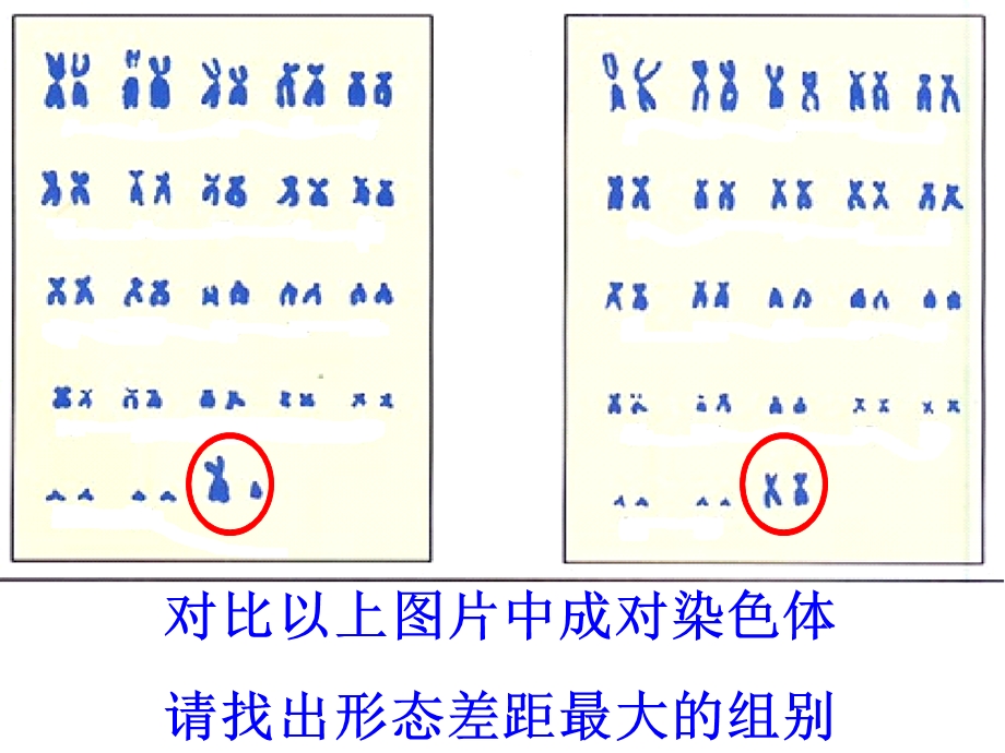 《人的性别决定》PPT课件.ppt_第2页