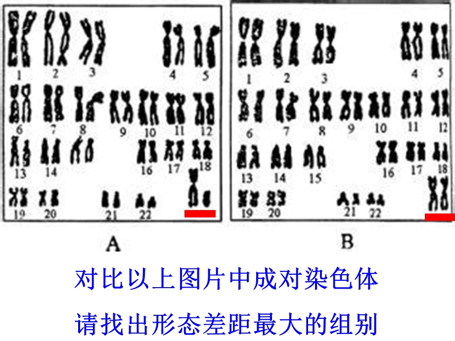 《人的性别决定》PPT课件.ppt_第3页