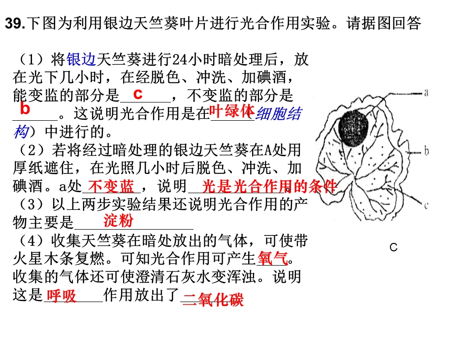 《光合呼吸习题》PPT课件.ppt_第3页