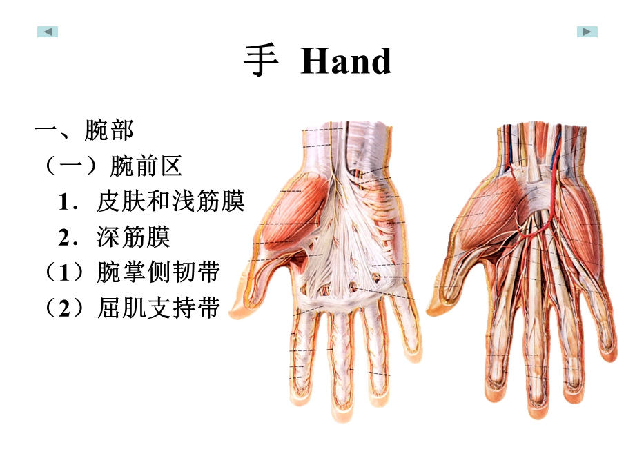 《手局部解剖学》PPT课件.ppt_第1页