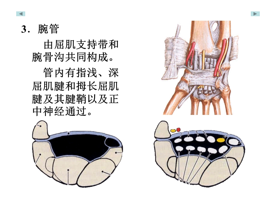 《手局部解剖学》PPT课件.ppt_第2页