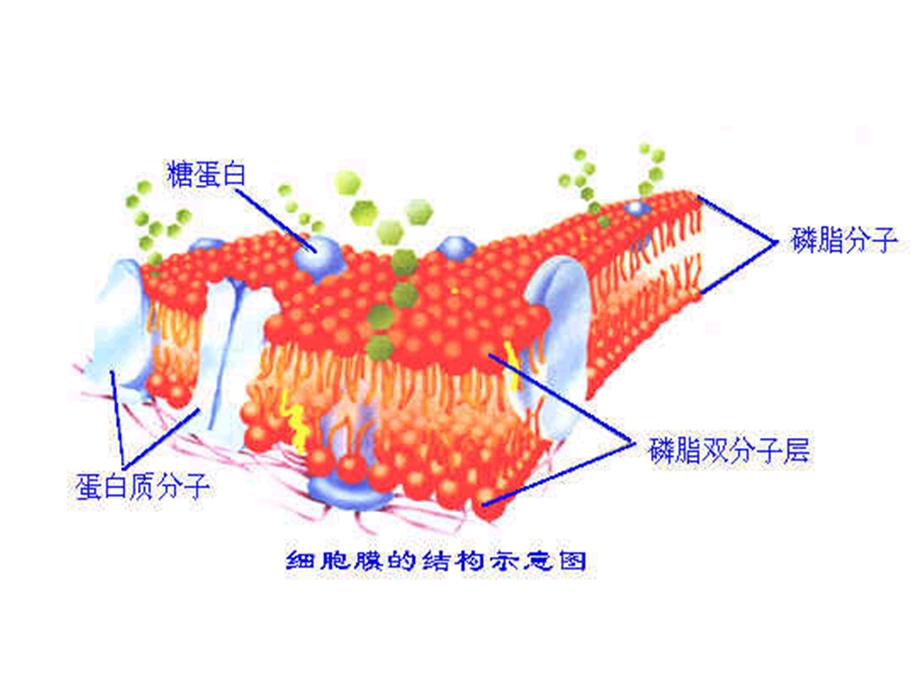 《基本结构》PPT课件.ppt_第2页