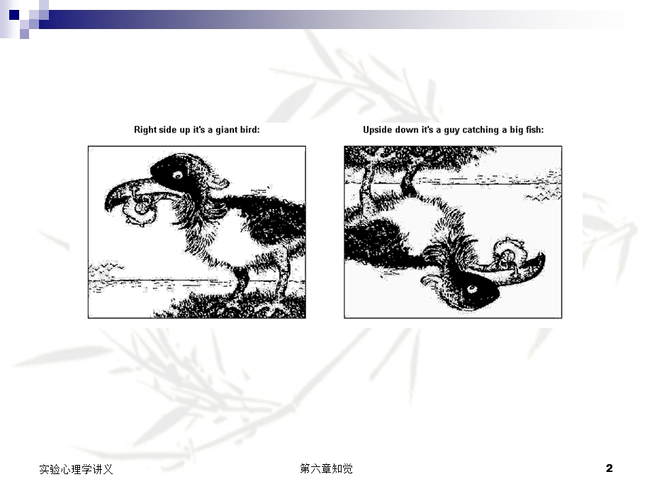 实验心理学第六章 知觉.ppt_第2页