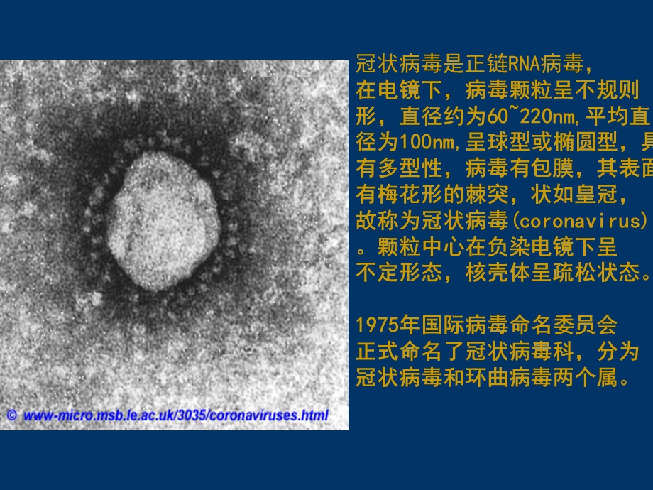 《SARS冠状病毒》PPT课件.ppt_第3页