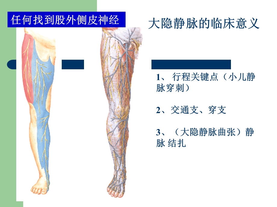 《下肢局部解剖》PPT课件.ppt_第3页