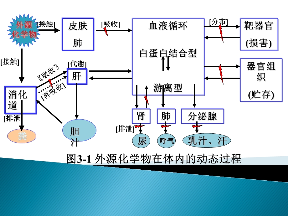 《动植物天然毒素》PPT课件.ppt_第2页